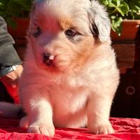 Australian Shepherd Pastore Australiano Femmina