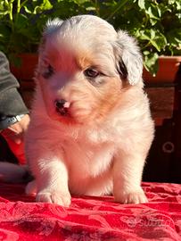 Australian Shepherd Pastore Australiano Femmina