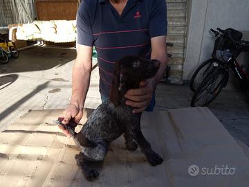 Cane da ferma tedesco