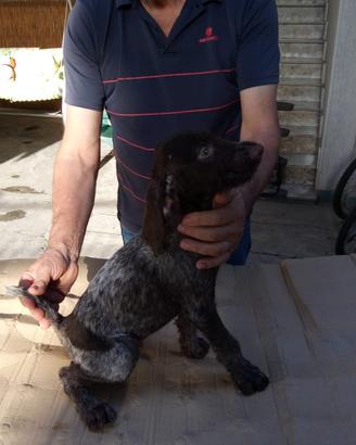 Cane da ferma tedesco