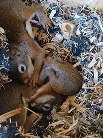VENDUTO Cucciolo scoiattolo rosso americano