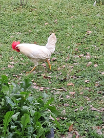 Livornese maschio 6 mesi