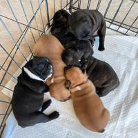 Cuccioli Bouledogue francese