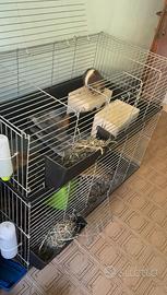 Gabbia a due piani per porcellini d’india