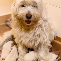 West highland white terrier cuccioli