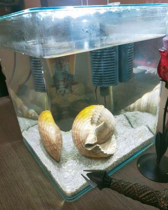 Acquario