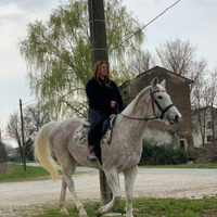 Cavalla da passeggiate compagnia