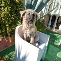 Cucciolo incrocio pastore tedesco