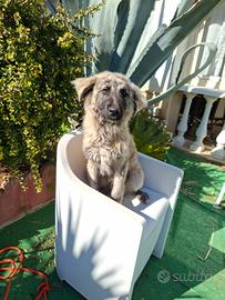 Cucciolo incrocio pastore tedesco