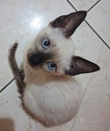 Gattina mix don sphynx/bambino sphynx