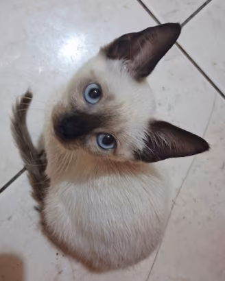 Gattina mix don sphynx/bambino sphynx