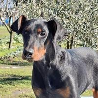 Dobermann