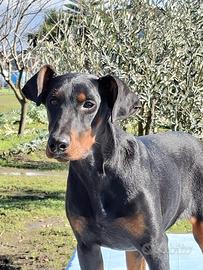 Dobermann
