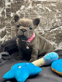Cucciola Bulldog Francese TOTAL BLUE
