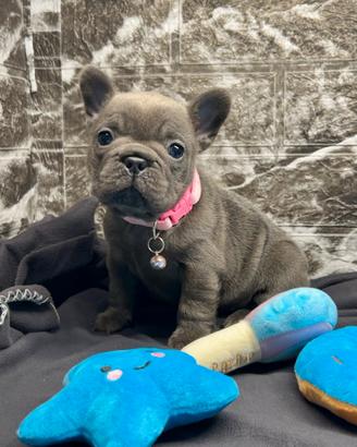 Cucciola Bulldog Francese TOTAL BLUE
