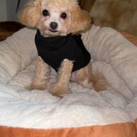 Barboncino toy /mini toy