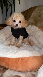 Barboncino toy /mini toy