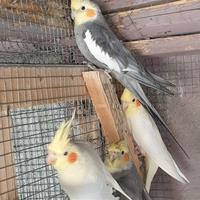 Pappagalli calopsiti in blocco