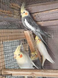 Pappagalli calopsiti in blocco