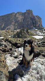 Pastore australiano Australian shepherd per monta