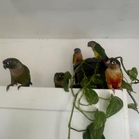 Pyrrhura molinae conuri guance verdi