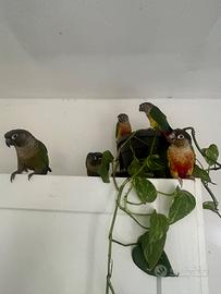 Pyrrhura molinae conuri guance verdi