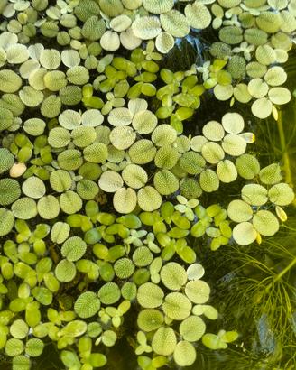 piante per acquario 