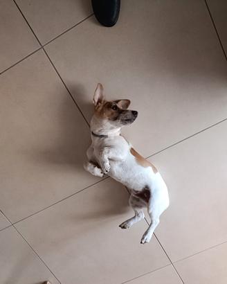 Jack Russell