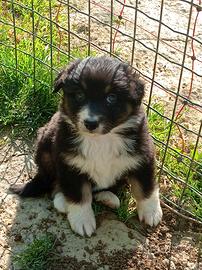 Cuccioli pastore australiano