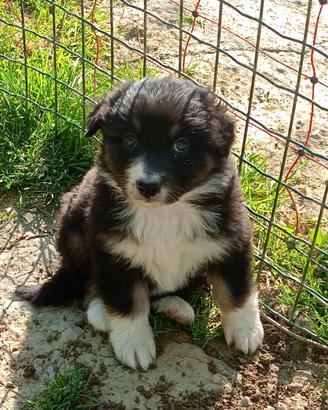 Cuccioli pastore australiano