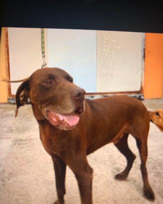 Cane Bracco