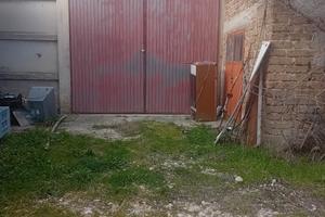 terreno con negazioni e piante di olive