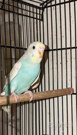 Cocorite allevate a mano