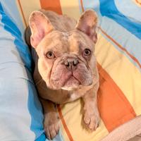 Maschio di 14 mesi per monta