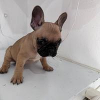 Disponibile CUCCIOLA DI BULLDOG FRANCESE