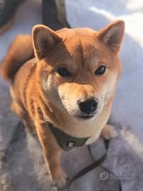 Stallone shiba inu disponibile per monta