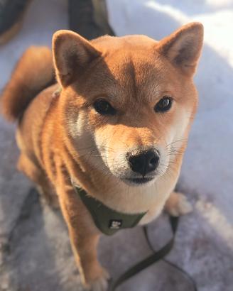 Stallone shiba inu disponibile per monta