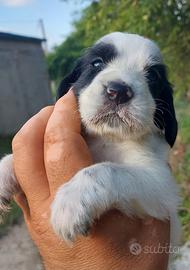 Cuccioli di setter inglese