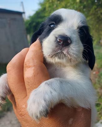Cuccioli di setter inglese