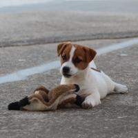 Jack russell terrier pedigree