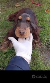Cocker spaniel inglese