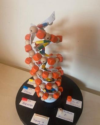 MODELLINO DI  DNA  scolastico