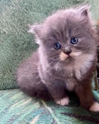 Cucciola di persiani normotipo