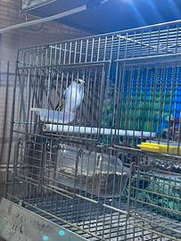 Cardellino femmine 2025