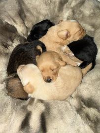 Cuccioli incrocio con griffone