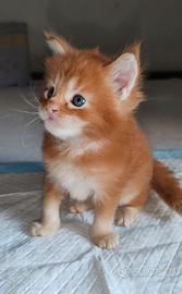 Maine Coon