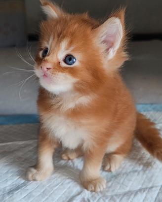 Maine Coon