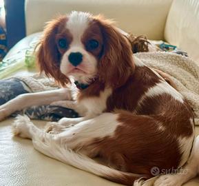 Cucciolo di Cavalier King maschio