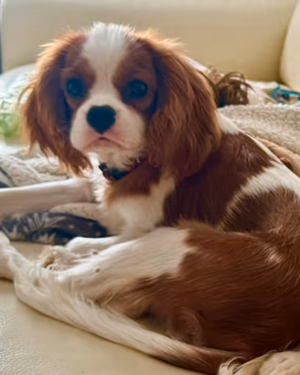 Cucciolo di Cavalier King maschio