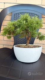 Bonsai